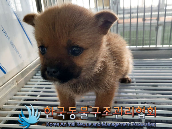 종료(입양) 믹스견…